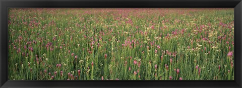 Framed Wildflowers blooming in a field, Lee County, Illinois, USA Print