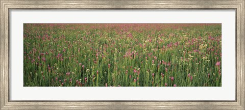 Framed Wildflowers blooming in a field, Lee County, Illinois, USA Print