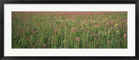 Framed Wildflowers blooming in a field, Lee County, Illinois, USA Print