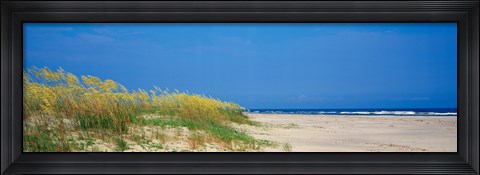 Framed Sea oat grass on the beach, Charleston, South Carolina, USA Print
