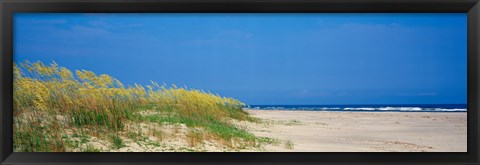 Framed Sea oat grass on the beach, Charleston, South Carolina, USA Print