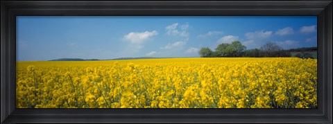 Framed Oilseed rape (Brassica napus) crop in a field, Switzerland Print