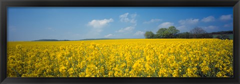 Framed Oilseed rape (Brassica napus) crop in a field, Switzerland Print