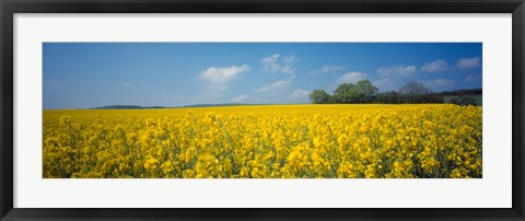 Framed Oilseed rape (Brassica napus) crop in a field, Switzerland Print