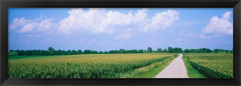 Framed Road along corn fields, Jo Daviess County, Illinois, USA Print