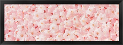 Framed Carpet of Cherry Blossoms Print