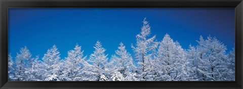 Framed Snow covered trees, Utsukushigahara Nagano Japan Print