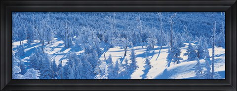 Framed Snow Covered Trees, Chino Nagano Japan Print