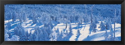 Framed Snow Covered Trees, Chino Nagano Japan Print