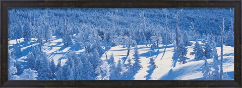 Framed Snow Covered Trees, Chino Nagano Japan Print