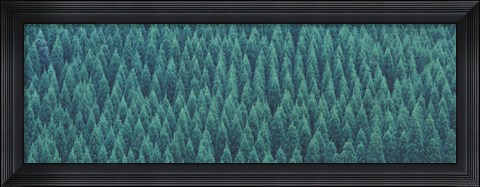 Framed Kujyu Cho Ooita Japan Print