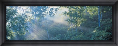 Framed Sun filtering through trees, Nagano Japan Print