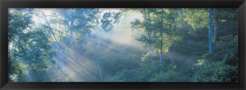Framed Sun filtering through trees, Nagano Japan Print