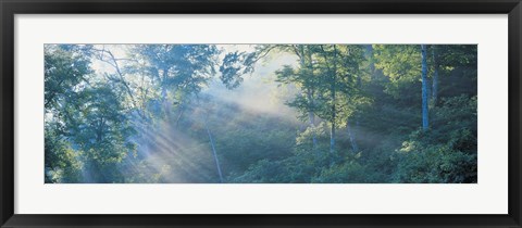 Framed Sun filtering through trees, Nagano Japan Print