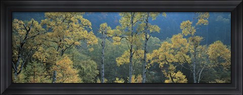 Framed Okushiga Kogen Nagano Japan Print