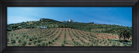Framed Olive Groves Evora Portugal Print