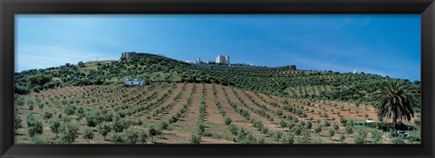 Framed Olive Groves Evora Portugal Print