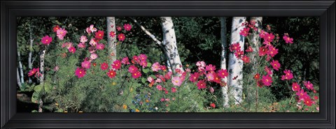 Framed Cosmos Shinhodaka Gifu Japan Print