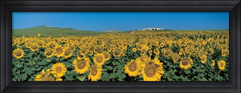 Framed Sunflower field Andalucia Spain Print