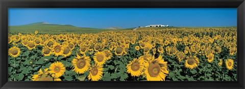 Framed Sunflower field Andalucia Spain Print