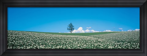 Framed Potato field Biei-Cho Hokkaido Japan Print