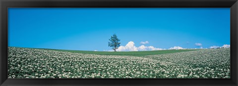 Framed Potato field Biei-Cho Hokkaido Japan Print