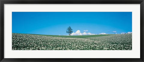 Framed Potato field Biei-Cho Hokkaido Japan Print
