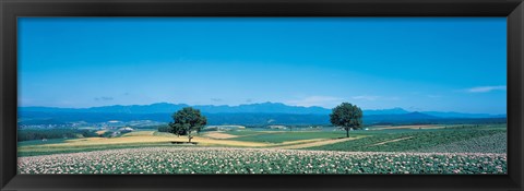Framed Potato field Furano Hokkaido Japan Print