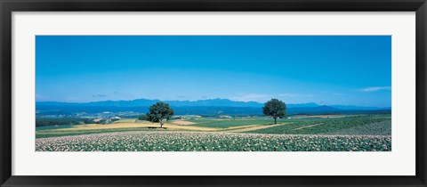 Framed Potato field Furano Hokkaido Japan Print