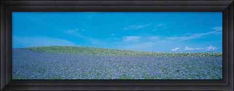 Framed Field Biei-Cho Hokkaido Japan Print