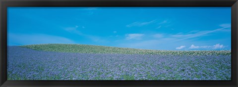 Framed Field Biei-Cho Hokkaido Japan Print