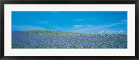 Framed Field Biei-Cho Hokkaido Japan Print