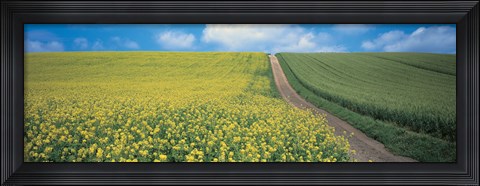 Framed Oats &amp; Rape Blossoms Biei-Cho Kamikawa Hokkaido Japan Print