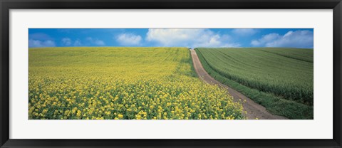 Framed Oats &amp; Rape Blossoms Biei-Cho Kamikawa Hokkaido Japan Print