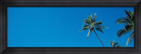 Framed Palm trees Waikiki Oahu HI USA Print