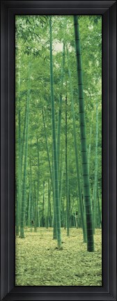Framed Bamboo Forest Nagaokakyo Kyoto Japan Print