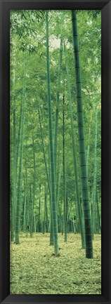 Framed Bamboo Forest Nagaokakyo Kyoto Japan Print