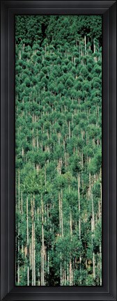 Framed Kitayama Cedar trees Kyoto Japan Print