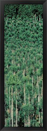 Framed Kitayama Cedar trees Kyoto Japan Print