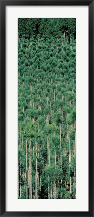 Framed Kitayama Cedar trees Kyoto Japan Print