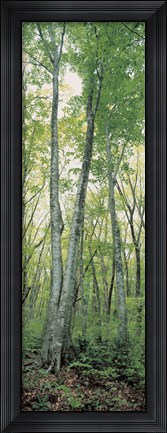 Framed Daisen Tottori Japan Print