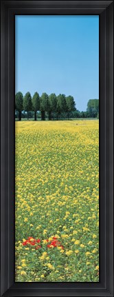 Framed Rape flowers France Print