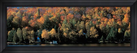 Framed Autumn trees Laurentide Quebec Canada Print