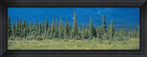 Framed Trees in Banff National Park Canada Print