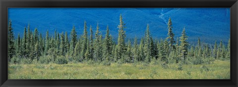 Framed Trees in Banff National Park Canada Print