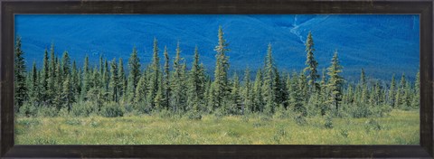 Framed Trees in Banff National Park Canada Print