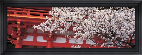 Framed Cherry Blossom Kamigamo Shrine Kyoto Japan Print