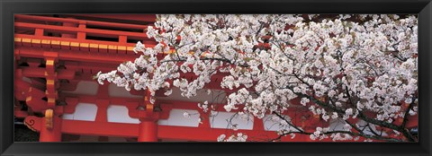 Framed Cherry Blossom Kamigamo Shrine Kyoto Japan Print