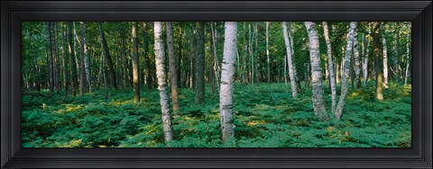 Framed Birch Trees in Forest Print