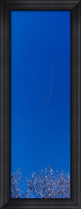 Framed Low angle view of a flock of birds flying in the sky Print